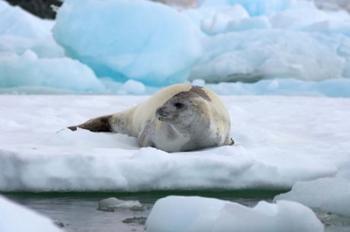 Crabeater seal lying on ice, Antarctica | Obraz na stenu