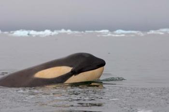 Killer whale, Western Antarctic Peninsula | Obraz na stenu