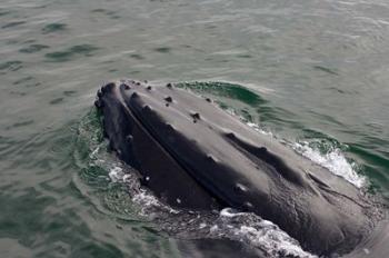 Close up of Humpback whale, western Antarctic Peninsula | Obraz na stenu