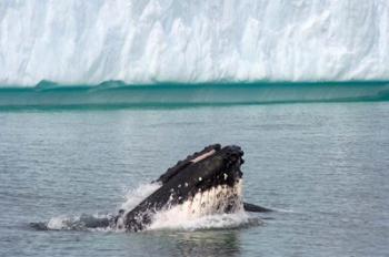 Humpback whale, Antarctic | Obraz na stenu