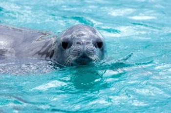 Crabeater seal, western Antarctic Peninsula | Obraz na stenu