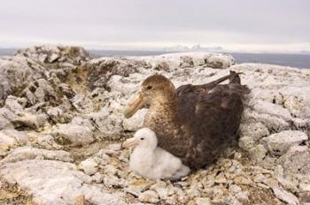 Southern giant petrel nest, Antarctic Peninsula | Obraz na stenu