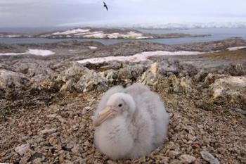 Southern giant petrel bird, Antarctic Peninsula | Obraz na stenu