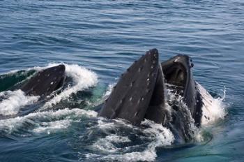 Humpback whales feeding, western Antarctic Peninsula | Obraz na stenu