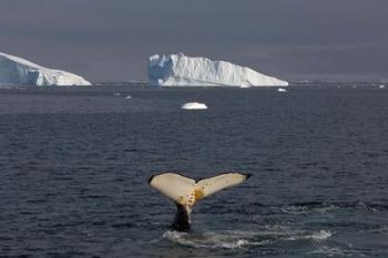 Humpback whale, Western Antarctic Peninsula | Obraz na stenu