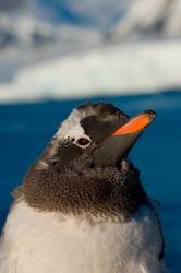 Gentoo penguin chick, Western Antarctic Peninsula | Obraz na stenu