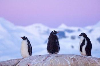 Gentoo penguin, Western Antarctic Peninsula | Obraz na stenu
