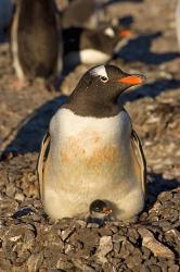 Gentoo penguin, South Shetland Islands, Antarctica | Obraz na stenu