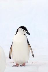 Chinstrap Penguin, The South Shetland Islands, Antarctica | Obraz na stenu