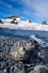 Weddell seal, beach, Western Antarctic Peninsula | Obraz na stenu