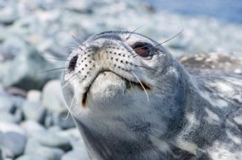 Weddell Seal Resting, Western Antarctic Peninsula, Antarctica | Obraz na stenu