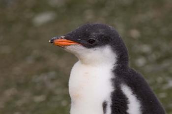 Antarctica, South Shetlands Islands, Gentoo Penguin | Obraz na stenu