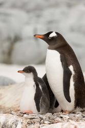 Antarctica, Petermann Island, Gentoo Penguins | Obraz na stenu