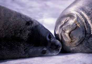 Weddell Fur Seal Cow and Pup, Antarctica | Obraz na stenu