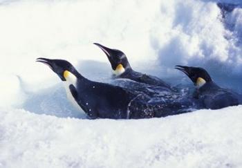 Emperor Penguins in Dive Hole, Antarctica | Obraz na stenu