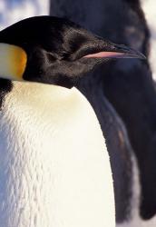 Emperor Penguin, Antarctica | Obraz na stenu