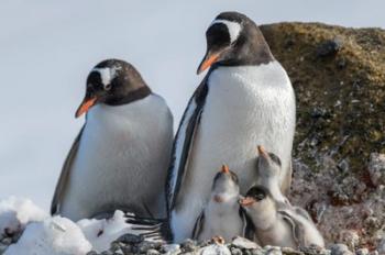 Antarctica, Antarctic Peninsula, Brown Bluff Gentoo Penguin With Three Chicks | Obraz na stenu