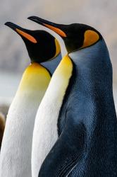 South Georgia Island, St Andrews Bay King Penguins | Obraz na stenu