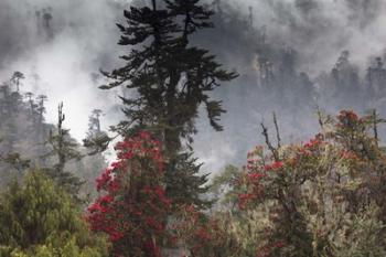 Rhododendron in Bloom, Paro Valley, Bhutan | Obraz na stenu