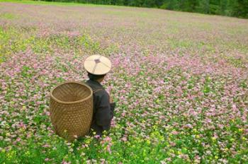 Farmer in Farmland of Canola and Buckwheat, Bumthang, Bhutan | Obraz na stenu