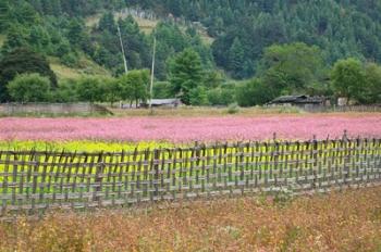 Farmland of Canola and Buckwheat, Bumthang, Bhutan | Obraz na stenu