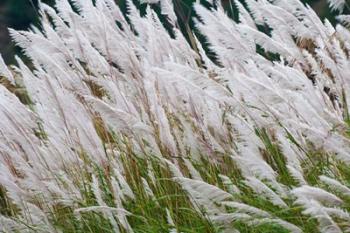Wild dogtail grasses swaying in wind, Bhutan | Obraz na stenu