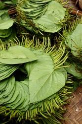 Betel Leaves (Piper Betle) Used to Make Quids For Sale at Market, Myanmar | Obraz na stenu