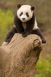 China, Wolong Panda Reserve, Baby Panda bear on stump | Obraz na stenu