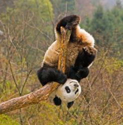 Panda Bear, Wolong Panda Reserve, China | Obraz na stenu