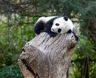 Giant Panda, Wolong Reserve, China | Obraz na stenu