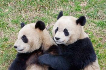 Giant Panda, China | Obraz na stenu