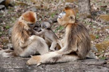 Golden Monkeys with babies, Qinling Mountains, China | Obraz na stenu