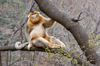 Golden Monkey, Qinling Mountains, China | Obraz na stenu