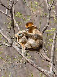 Female Golden Monkey on a tree, Qinling Mountains, China | Obraz na stenu