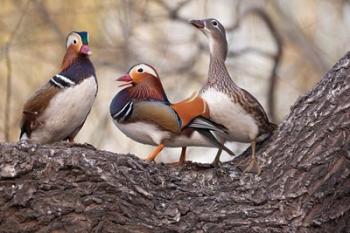 Mandarin Ducks on a branch, Beijing, China | Obraz na stenu