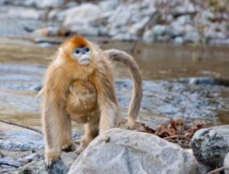 Female Golden Monkey, Qinling Mountains, China | Obraz na stenu