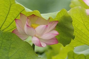 Lotus Flower | Obraz na stenu