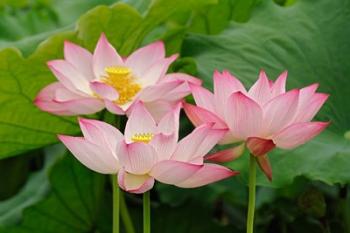 Lotus flower, Nelumbo nucifera, China | Obraz na stenu