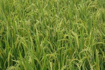 Agriculture, Rice field, near Guilin, China | Obraz na stenu