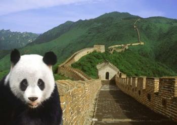 Panda at the Great Wall of China | Obraz na stenu