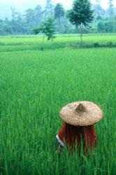 Scenic of Rice Fields and Farmer on Yangtze River, China | Obraz na stenu