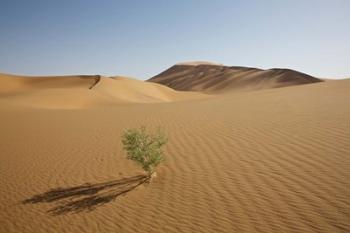 China, Gansu Province. Lone plant casts shadow on Badain Jaran Desert. | Obraz na stenu