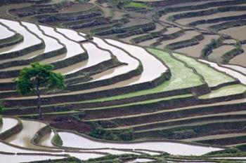 Rice terraces, Yuanyang, Yunnan Province, China. | Obraz na stenu