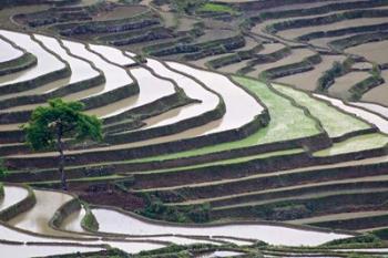 Rice terraces, Yuanyang, Yunnan Province, China. | Obraz na stenu