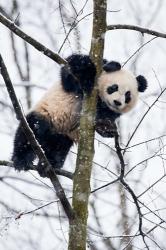 China, Chengdu Panda Base Baby Giant Panda In Tree | Obraz na stenu