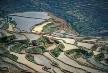 Flooded Rice Terraces of Honghe, China | Obraz na stenu