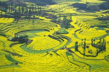 Yellow Rape Flowers Cover Qianqiou Terraces, China | Obraz na stenu