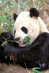 China, Wolong Nature Reserve, Giant panda bear | Obraz na stenu