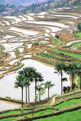 Asia, China, Yunnan Province, Jiayin. Flooded terraces | Obraz na stenu