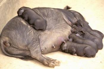 China, Yunnan, Huangsao Ba. Sow, piglets, farm animals | Obraz na stenu